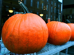 webster pumpkin 2.jpg