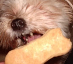 Fuzzybutt grabbing a cookie.JPG