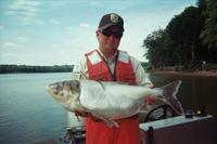 Janssen_Asian_carp