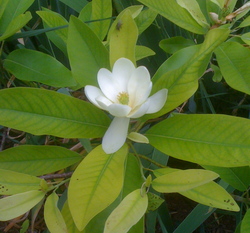 Borden - SweetBay Magnolia