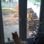 Thumbnail image for Borden - dog looking at chicken through the back door