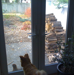 Borden - dog looking at chicken through the back door