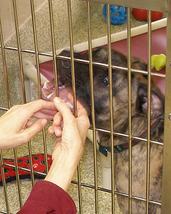 deaton-lenny-the-pit-bull-dog.jpg