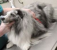 sheepdog.jpg