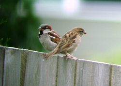 Mayrend-sparrows.jpg