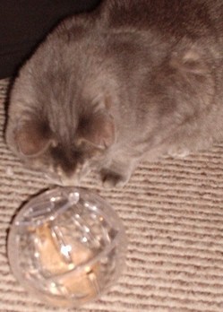 Bummie and Molly.JPG
