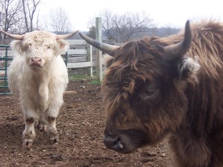 Borden - Mclaughlin cattle