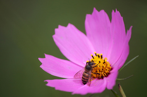 corinna-borden-bee-collecting-nectar.jpg