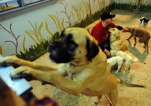 Thumbnail image for Dog_Daycare_2.jpg