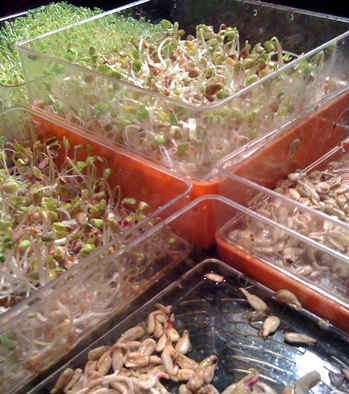 Borden - trays of Sprouts