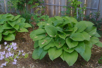 Borden - hosta in the garden for the MG description