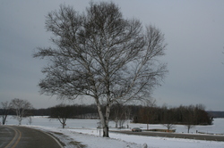 EarlsSnowTree