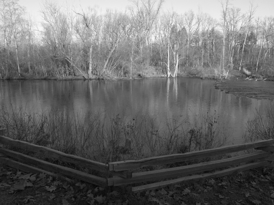 DennisSparks-NicholsArboretum-black&white.JPG