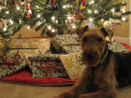 Winston_Christmas_2009.JPG