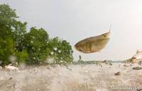 Janssen_FlyingAsianCarp_CreditJasonLindsey.jpg