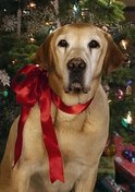 Thumbnail image for holiday-pet-photo.jpg