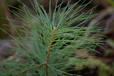 pine-bough450.jpg