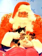 santa_and_cats1.jpg