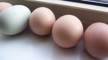 Borden - new eggs!