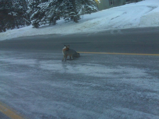 Fox-euthanized-ann-arbor.jpg