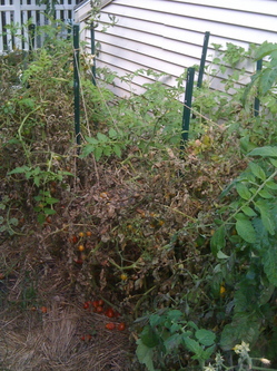 Borden - wilted tomato