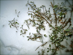lampmanwintersagebush.JPG