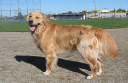 bear-golden-retriever2.jpg