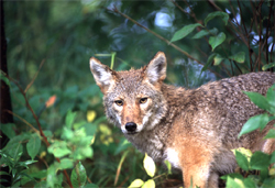 coyote_109124_7.jpg