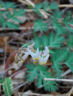 dutchmans breeches-apr09-crop.jpg