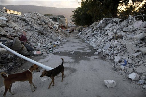 haiti_animals.jpg