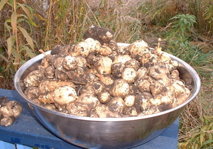 feldtjerartbowl.jpg