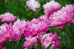 Thumbnail image for PeonyGarden-Dennis Sparks.JPG