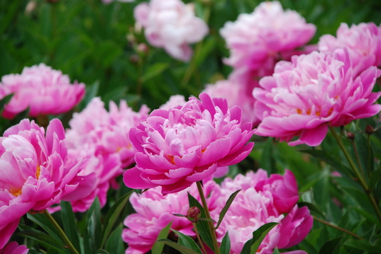 PeonyGarden-Dennis Sparks.JPG