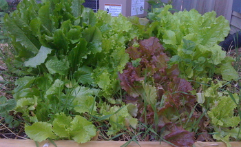 Borden - Lettuce in the garden