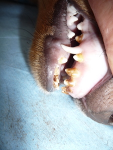 Theisen DistemperTeeth
