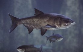 asian-carp.jpg