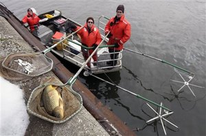 asian-carp1.jpg