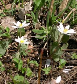 bloodroot-2006-2-crop.jpg