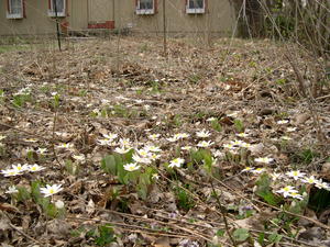 bloodroot-2008-3.JPG