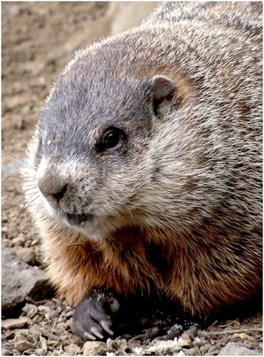 Mayrend-groundhog.jpg