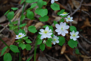 rue anemone-1 (2).JPG