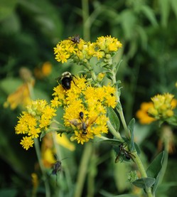 stiff goldenrod and bees vertical.jpg