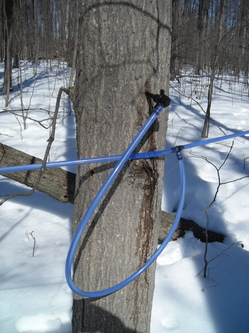 Borden - plastic lines running from maple trees