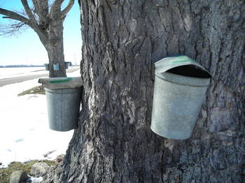 Borden - Maple syrup pails tapped into the tree
