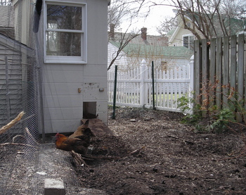 Borden - backyard chicken with fresh dirt