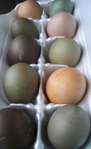 Borden - Easter Eggs dyed with natural colors