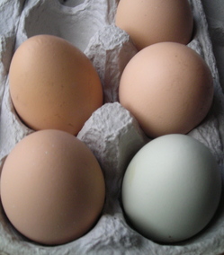 Borden - Backyard eggs au natural