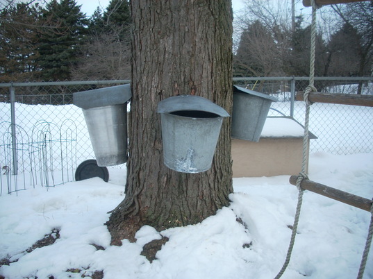 Maple-syrup-Ken-Clark.JPG