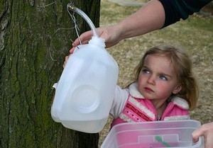 Mayrend-Gabby_collecting_Maple_sap.jpg