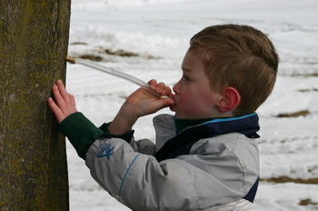 Mayrend-Zach_Maple_Sap.JPG
